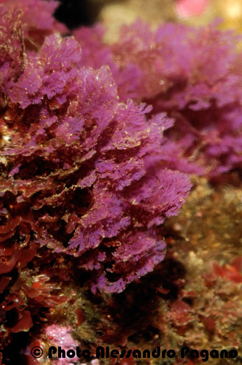 Asparagopsis  sp.